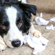 Image for article titled How To Deal With Common Dog Behavior Problems